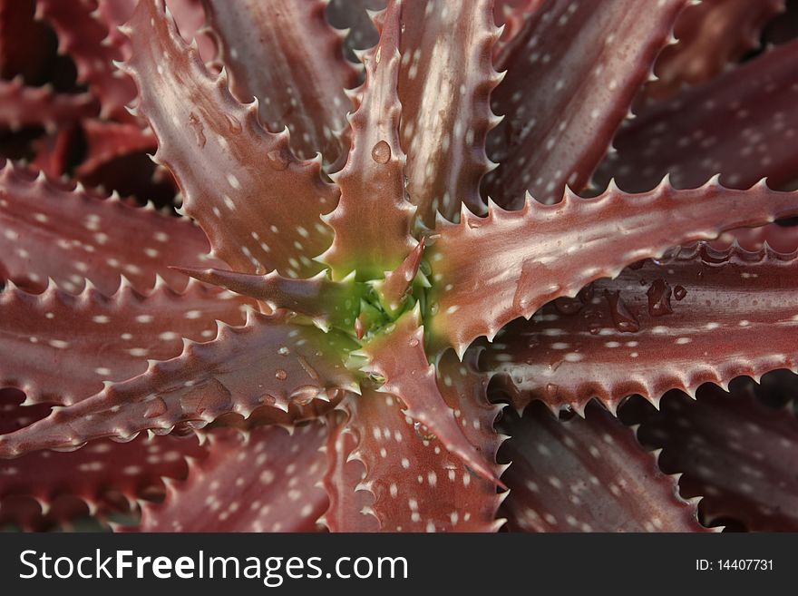 A spectacular Aloe from Tanzania with attractive red leaves. A spectacular Aloe from Tanzania with attractive red leaves