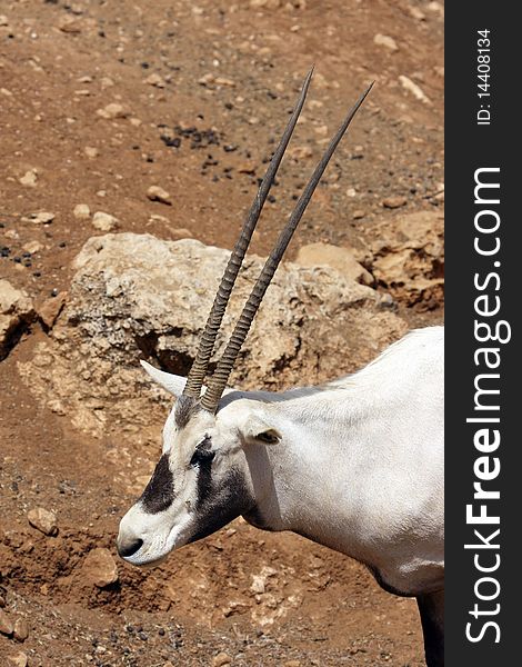 Oryx  head with blurred ground and rocks  background