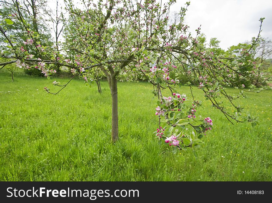 Details of a blossoming apple tree. Details of a blossoming apple tree