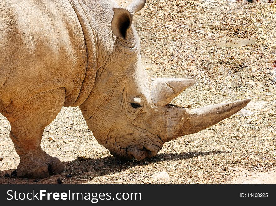 Rhinoceros eating , Rhinoceros head in close up while doing eating activity