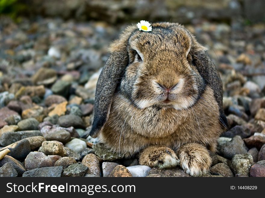 Rabbit portrait with flowe on head looking at camera