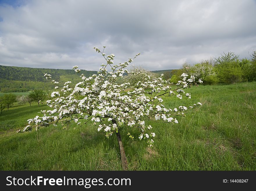 Blossoming Apple Trees