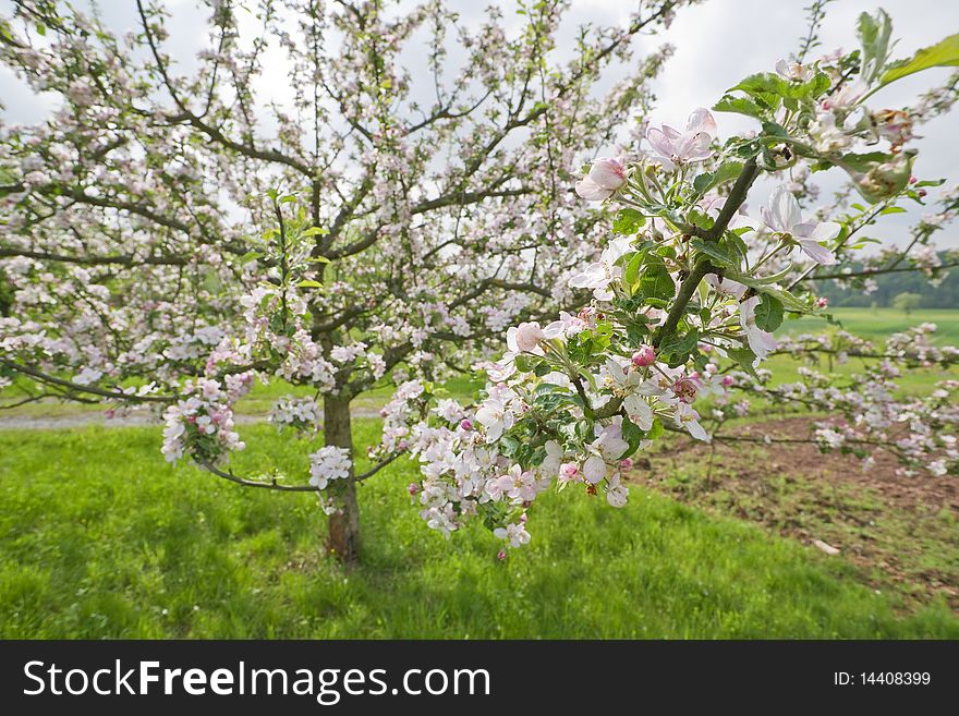 Details of a blossoming apple tree. Details of a blossoming apple tree