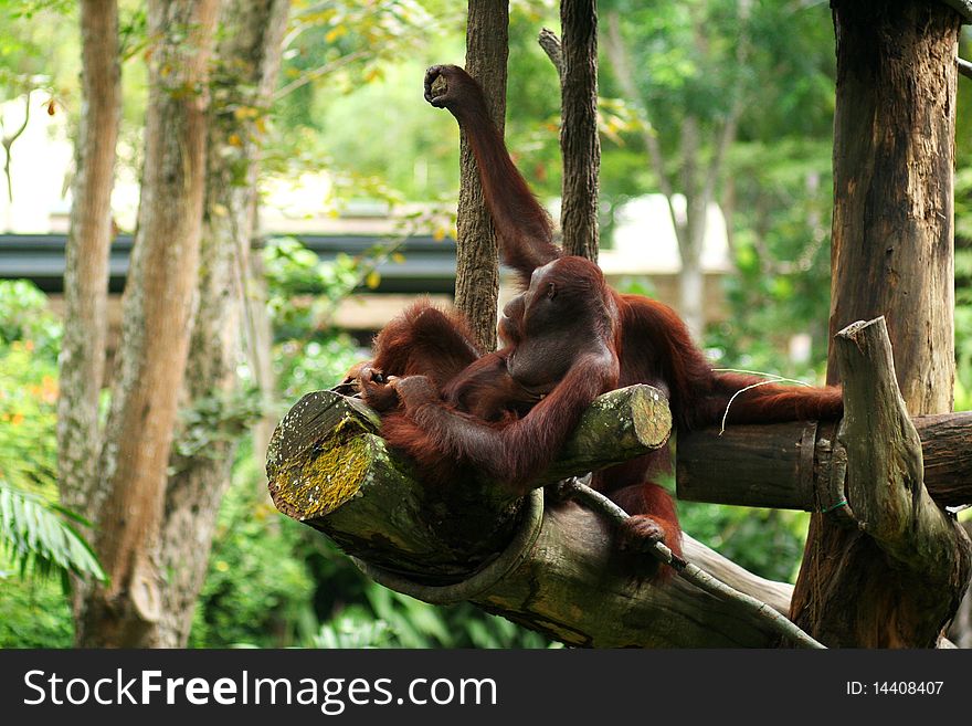 Orangutan resting and looking forward
