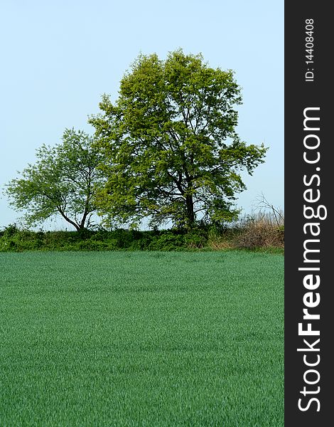 Two trees at the edge of a grassy field. Two trees at the edge of a grassy field