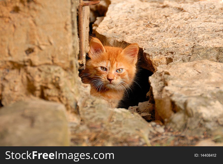 A little curious kitten peeking out of the hole under the house