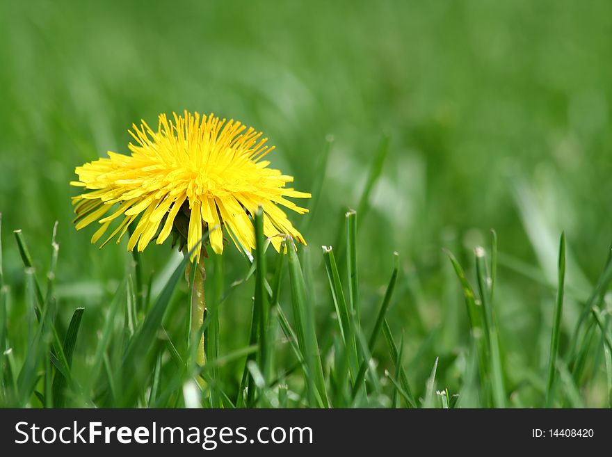 A Yellow dandelion in the grass. A Yellow dandelion in the grass