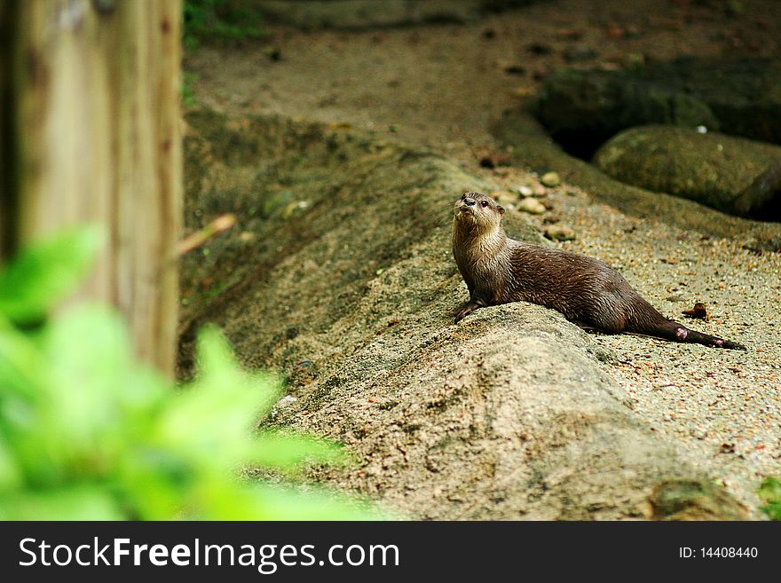 Oriental Small-clawed Otter in Zoo enclosure