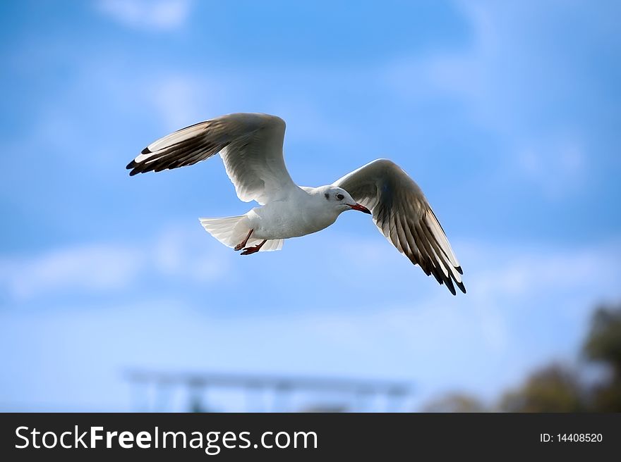 Flying Seagull Against The Blue Sky