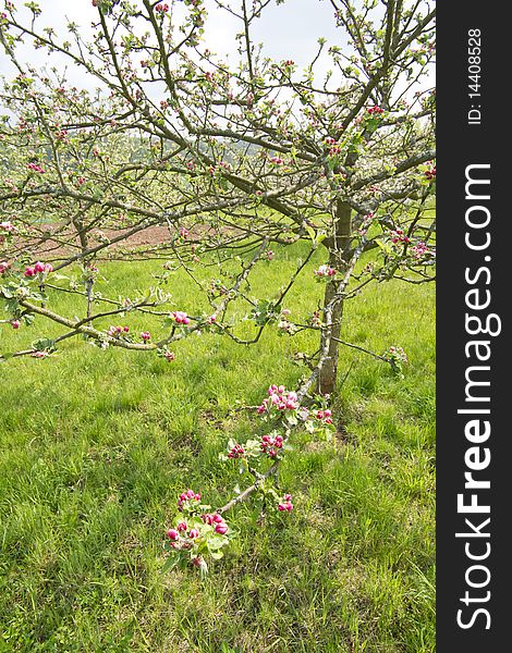 Details of a blossoming apple tree. Details of a blossoming apple tree