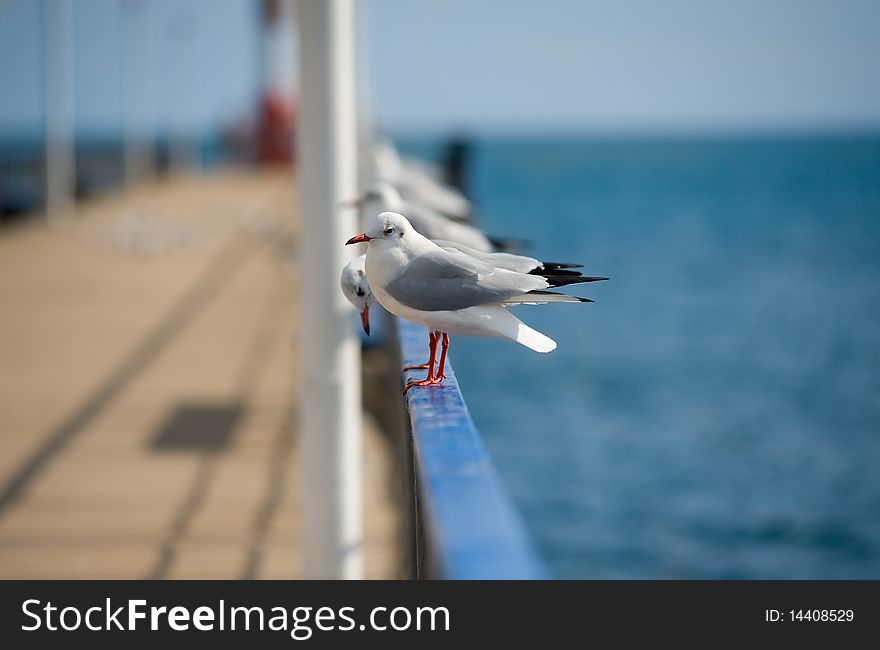 Seagulls are sitting on the pier. Seagulls are sitting on the pier