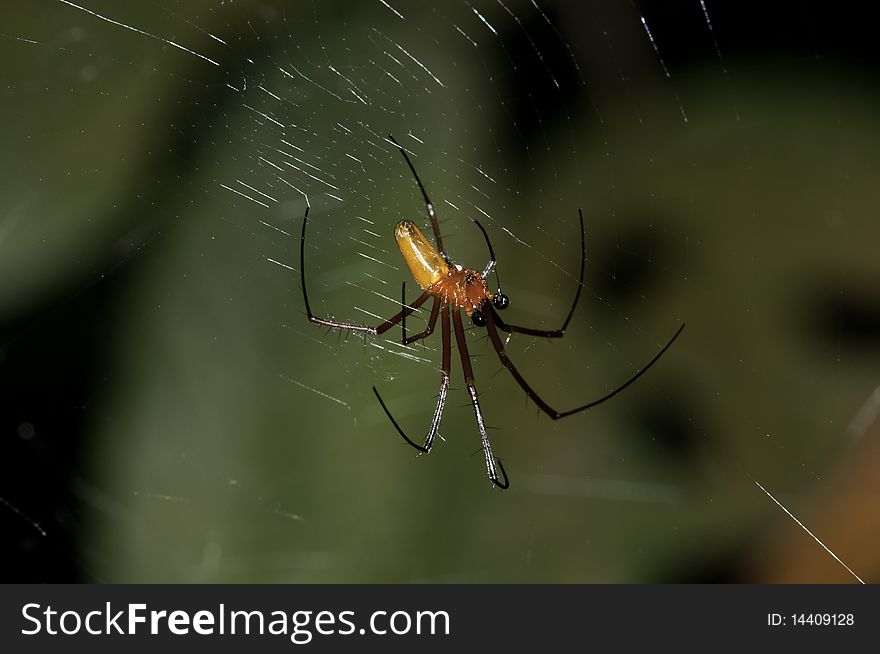 A Banana Spider Patiently Waiting for a Prey on Its Web. A Banana Spider Patiently Waiting for a Prey on Its Web