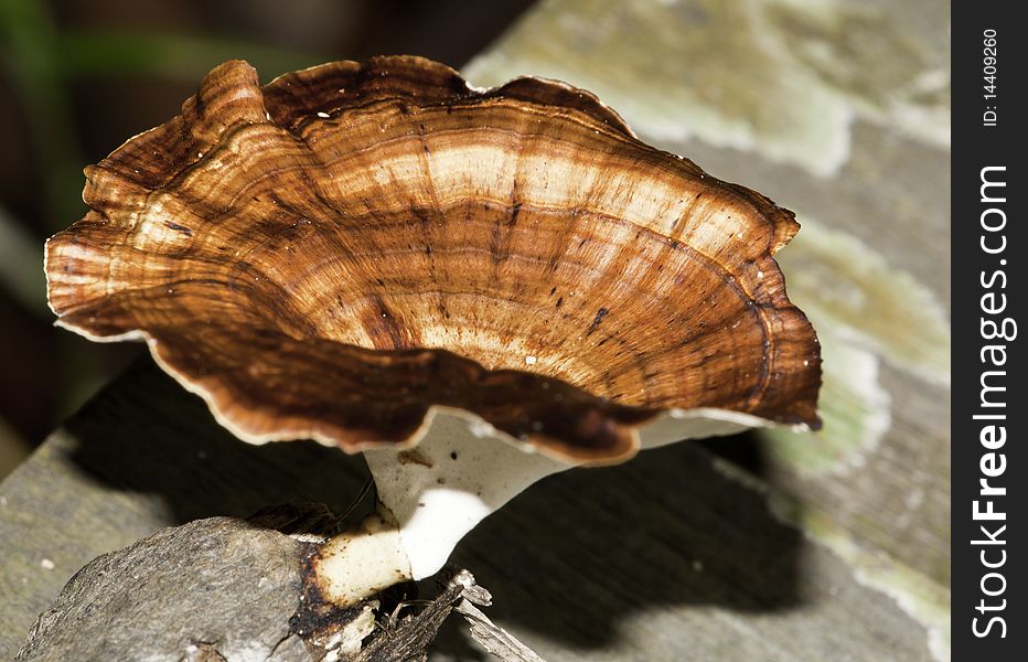 A closeup of wild Polyporales mushroom growing on a Decomposing wood