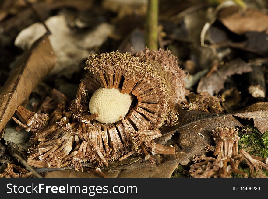 Abstract Of Seed On Forest Floor