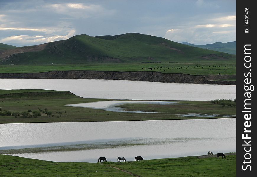 Horses are taking rest on the prairie of Sichuan (China), at Dusk. Horses are taking rest on the prairie of Sichuan (China), at Dusk