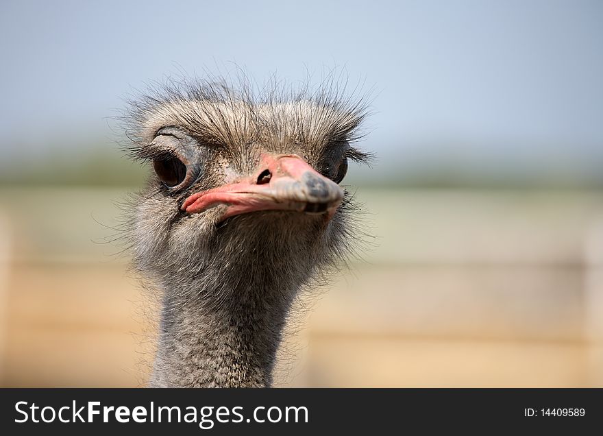 Ostrich portrait in the farm, close up, background