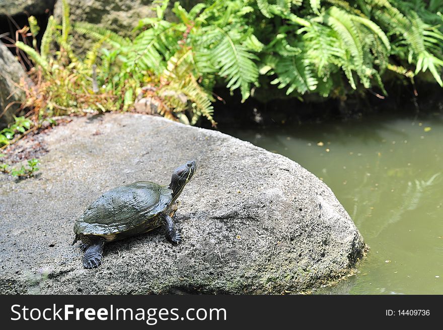 Japanese Turtle lays down on the rock in the garden
