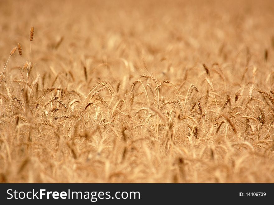 The field of golden wheat