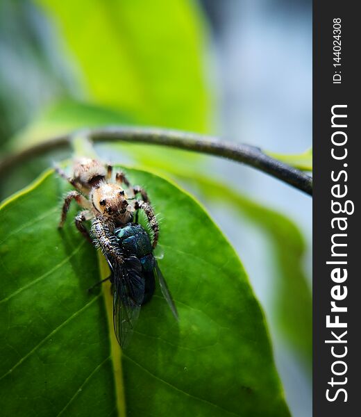 Female jumping spider, latin name salticidae captured prey, a bluebottle fly that bigger than her size.