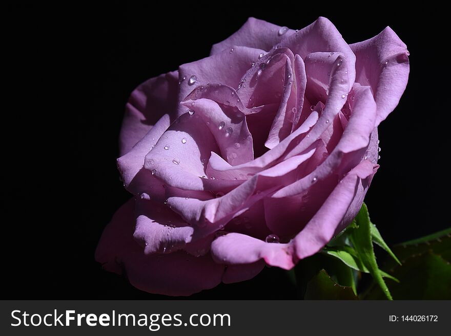 Very pretty colorful rose close up in the sunshine