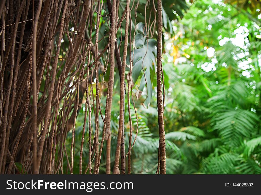 Monstera philodendron tropical plant vine close up and forest