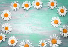 Background Of Daisies On An Old Wood Board Royalty Free Stock Image