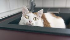 Funny Tabby Cat Peeking Out From A Kitchen Sink. Royalty Free Stock Photography