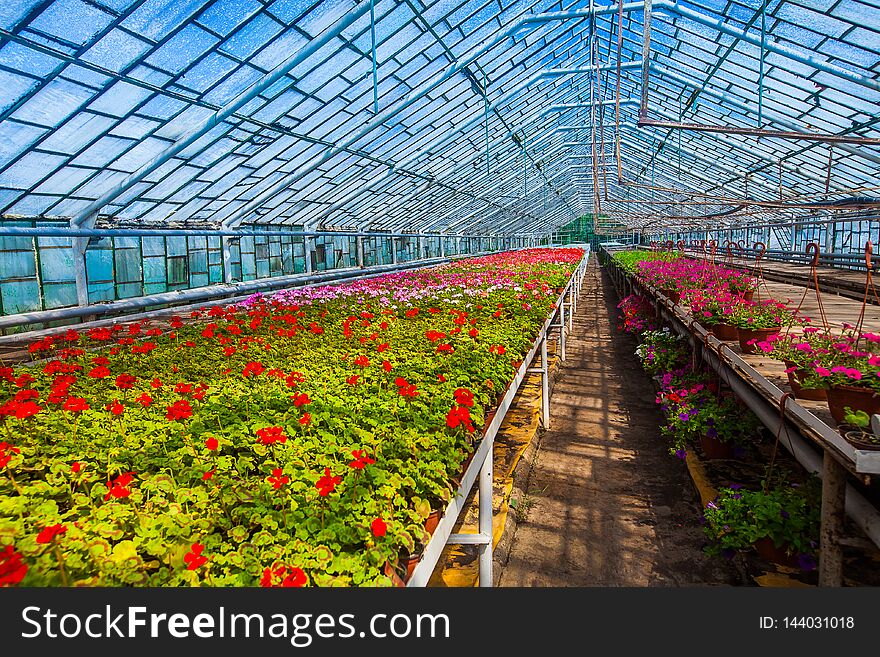 Greenhouse with red and pink flower shoots for flower beds