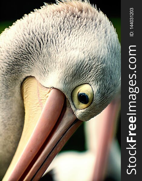 Headshot of a Pelican Bird at Ragunan Zoo, Jakarta, Indonesia.