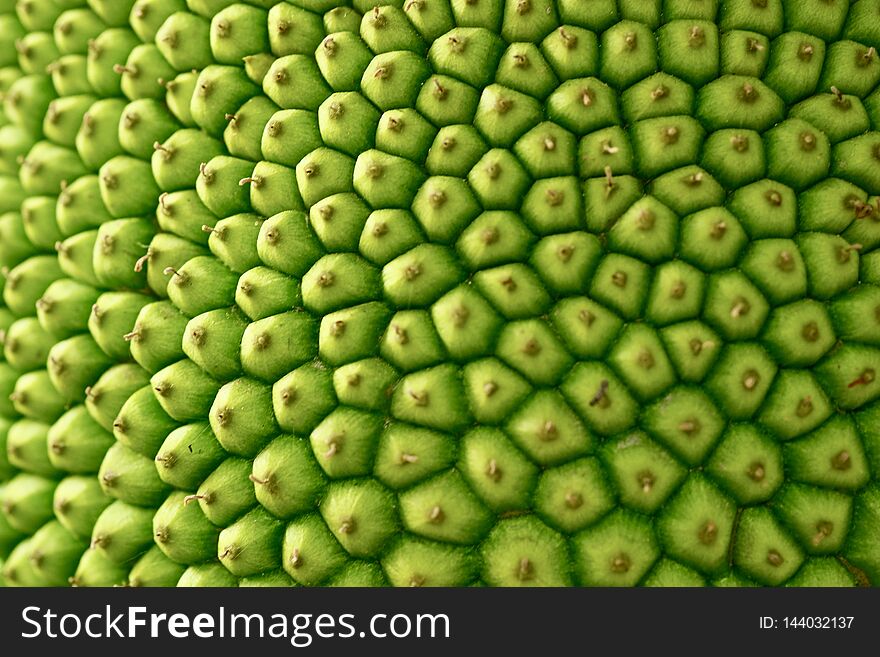 Background of jackfruit shell