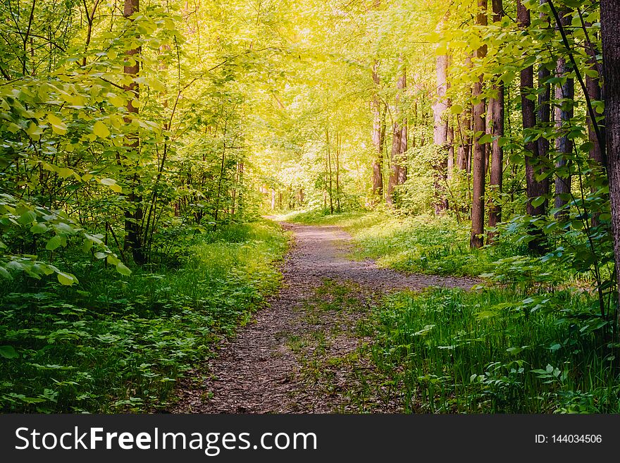 Road in a sunny summer forest