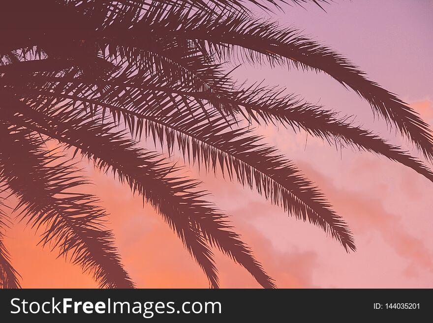 Tropical sunset and palm leaves vivid coral background