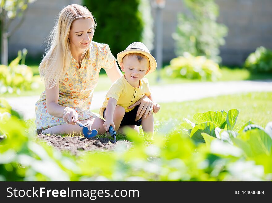 Cute toddler boy working in the garden with his mother, harvest of cabbage