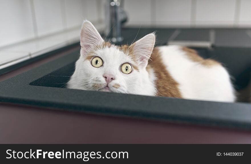 Funny tabby cat peeking out from a kitchen sink.