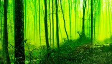 Misty Morning In The Spring Forest. Mystic Fairy-tale Forest In The Morning. Tinting In Green_ Stock Photography