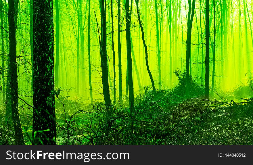 Misty morning in the spring forest. Mystic fairy-tale forest in the morning. Tinting in green_