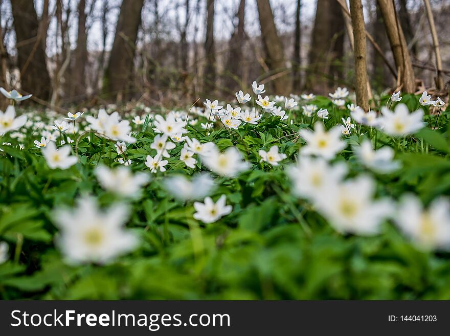 Early Spring Flowers In The Forest