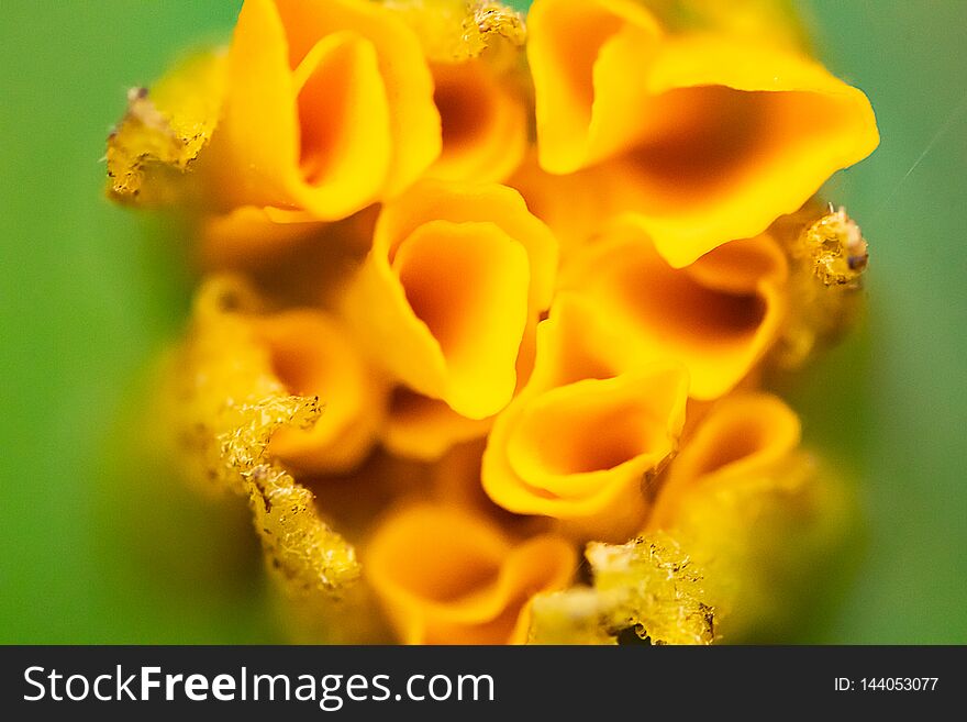 Detail macro yellow bloom on green background