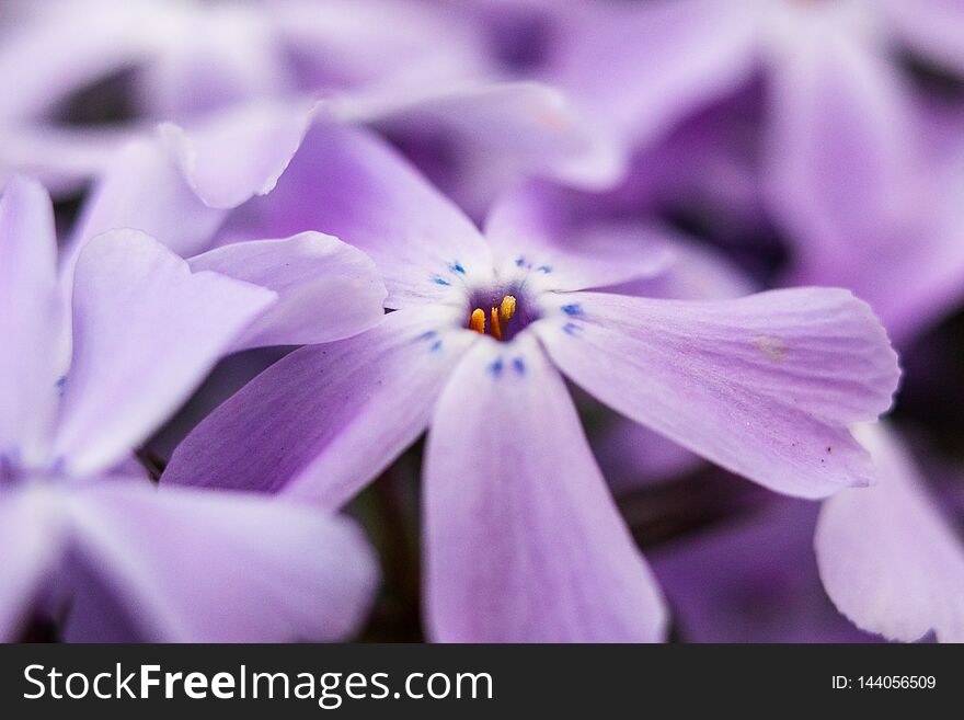 Macro photography of beautiful violet flower