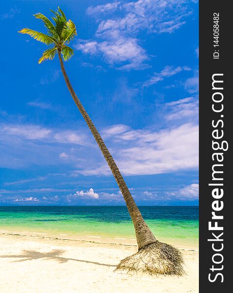 Single palm tree on the tropical beach