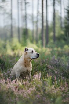Dog In The Woods In The Heather. Cute Pit Bull Terrier On Nature. Walk With Your Pet Stock Photo
