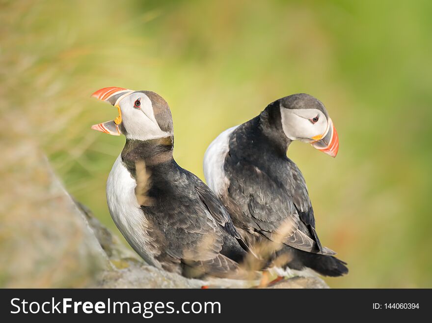 Two Atlantic Puffins sit nestled back to back in the grass on a summer evening, one with it`s beak wide open. Two Atlantic Puffins sit nestled back to back in the grass on a summer evening, one with it`s beak wide open