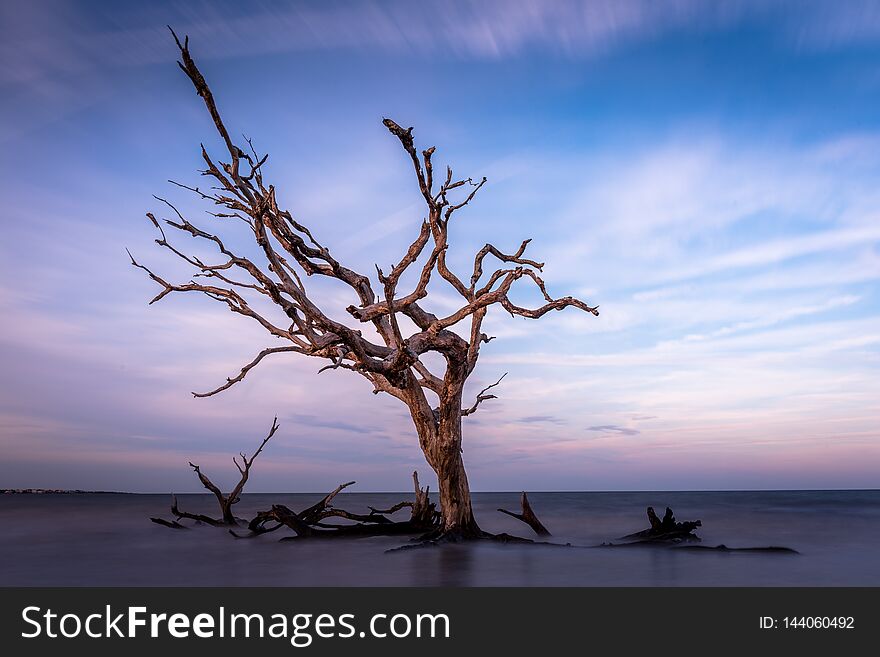 Long exposure driftwood beach in Jekyll Island