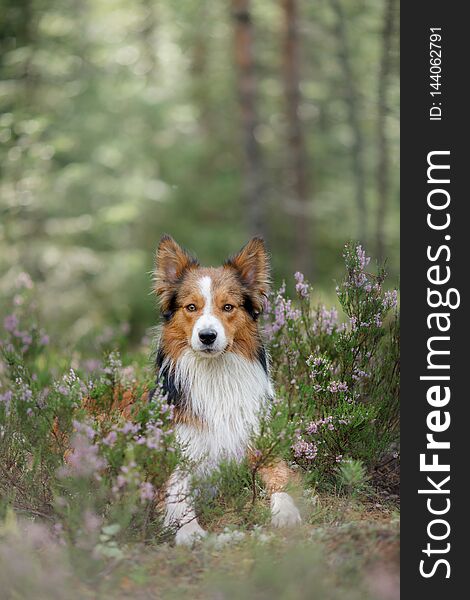 Dog in the woods in the heather. Cute border collie on nature. Walk with your pet