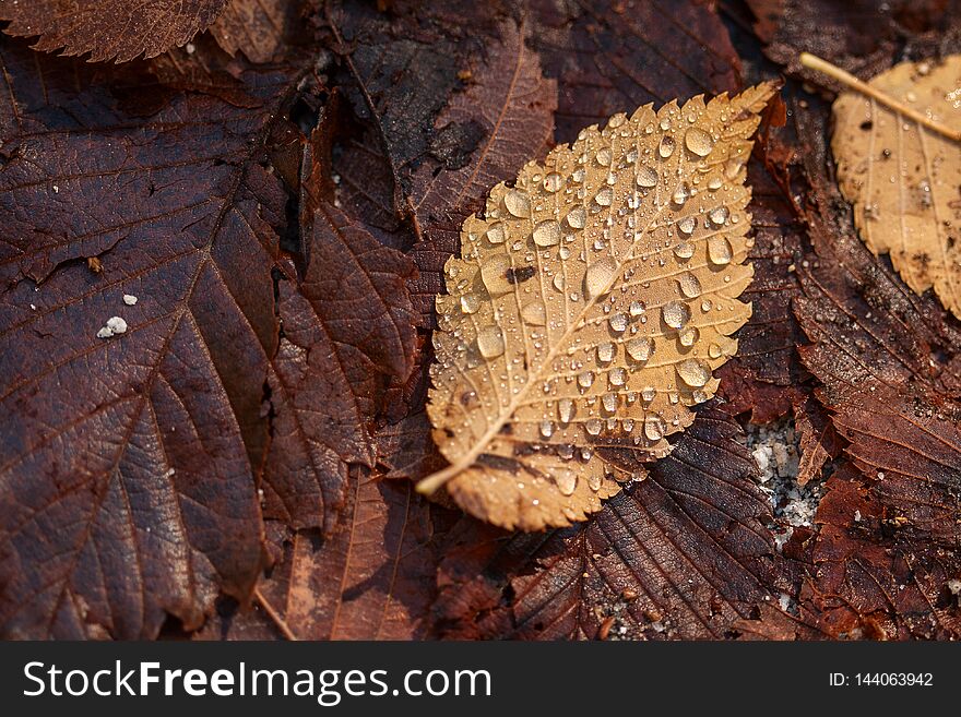 Rain drops collect upon the fallen leaves on the forest floor of Yosemite National Park. Rain drops collect upon the fallen leaves on the forest floor of Yosemite National Park