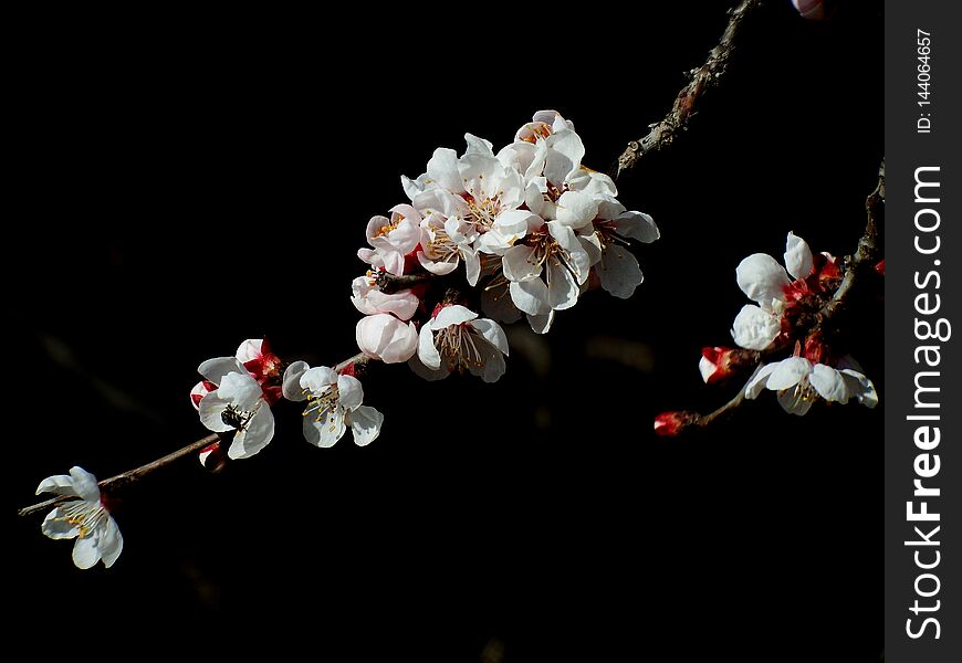 Apricot blossoms in full bloom in spring