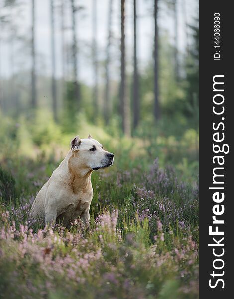 Dog in the woods in the heather. Cute Pit Bull Terrier on nature. Walk with your pet