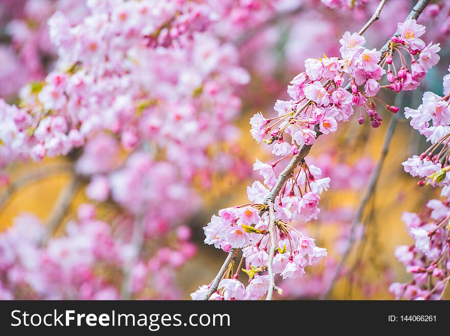 Sakura in colors in Japan