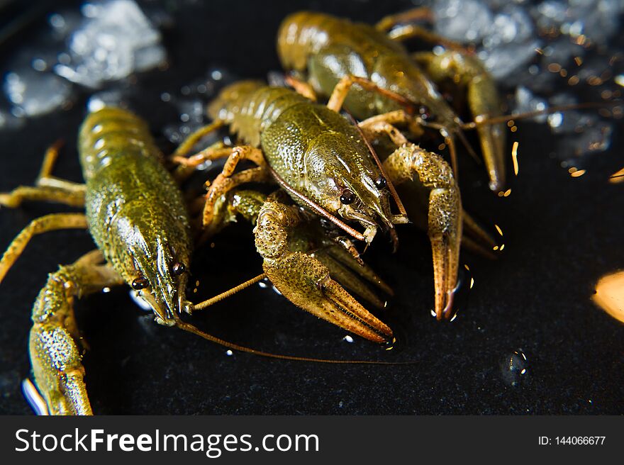 Live crayfish on a plate of ice. Black background, side view, close-up.