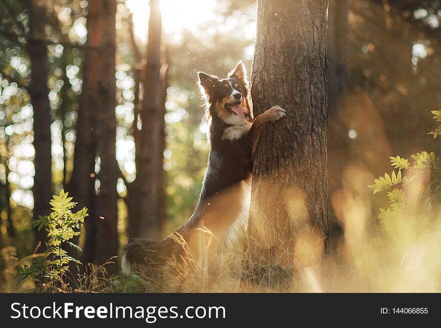 Dog in the forest the peeps. tricolor border collie in nature. Pet for a walk in wood